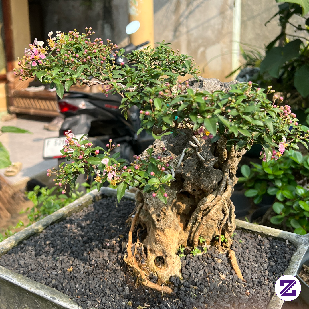 Bonsai Manru