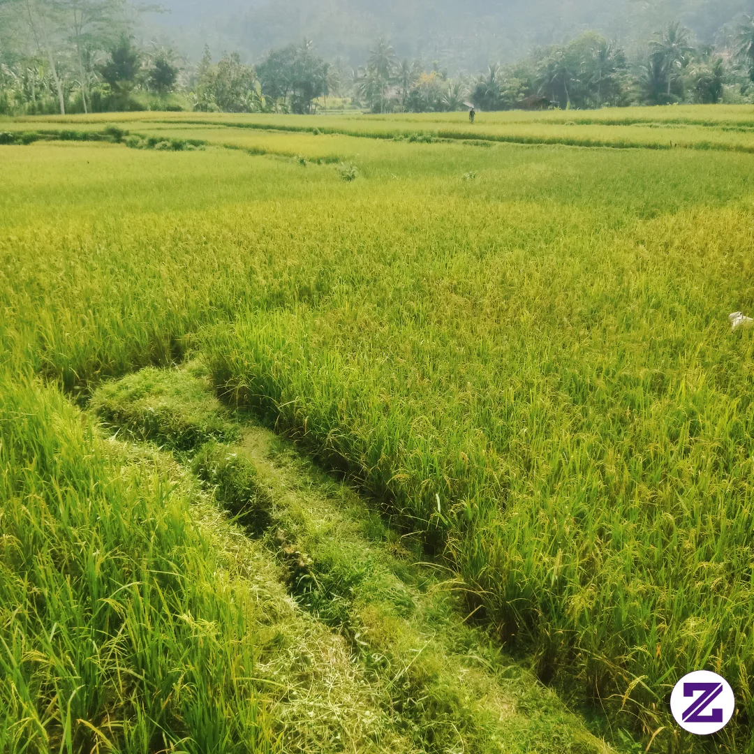 Pesawahan Di Tasikmalaya Kecamatan Bojong Asih Desa Girijaya Sebelum Kemarau