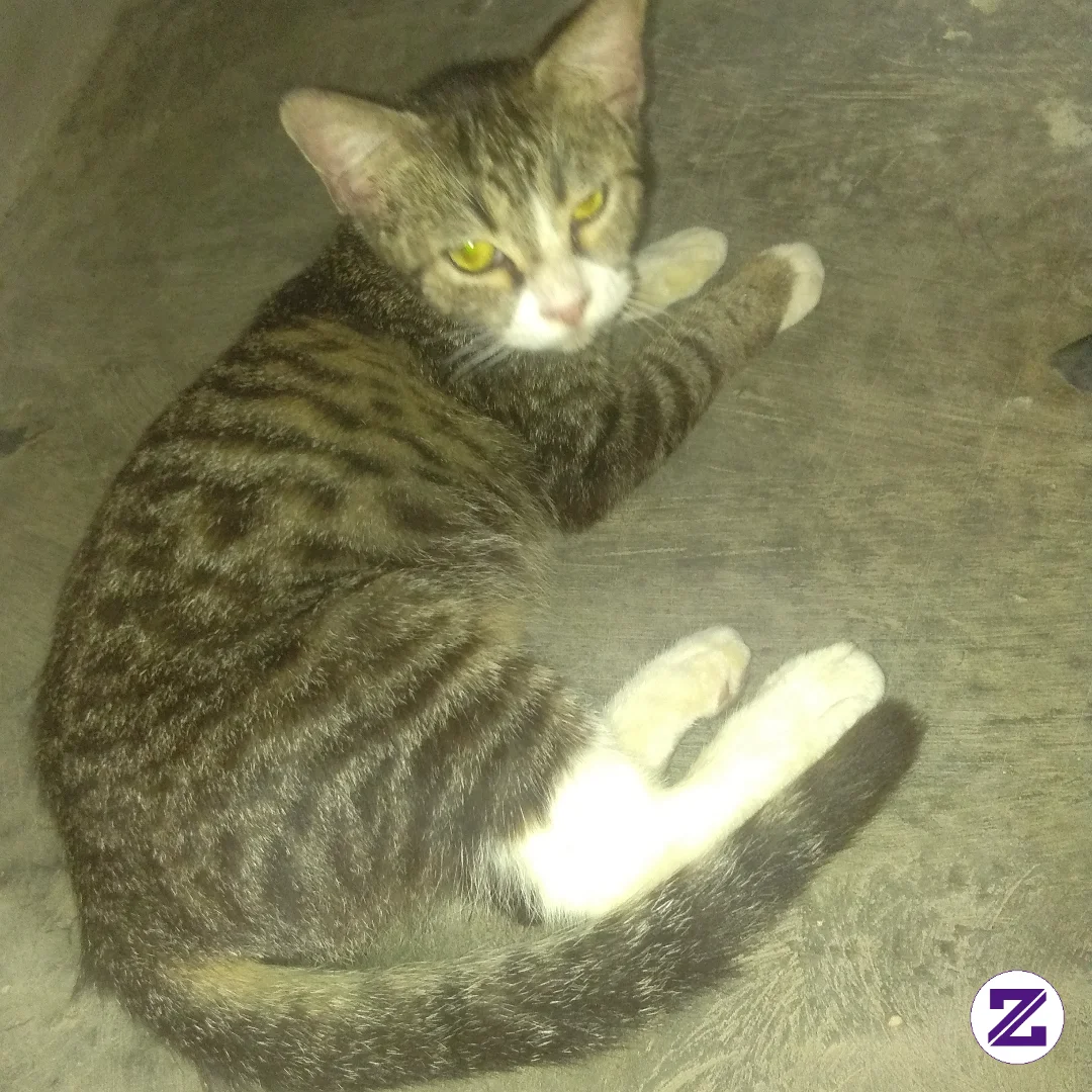 Kucing Akan Selalu Mengingat Orang Yang Tulus Menyayanginya..