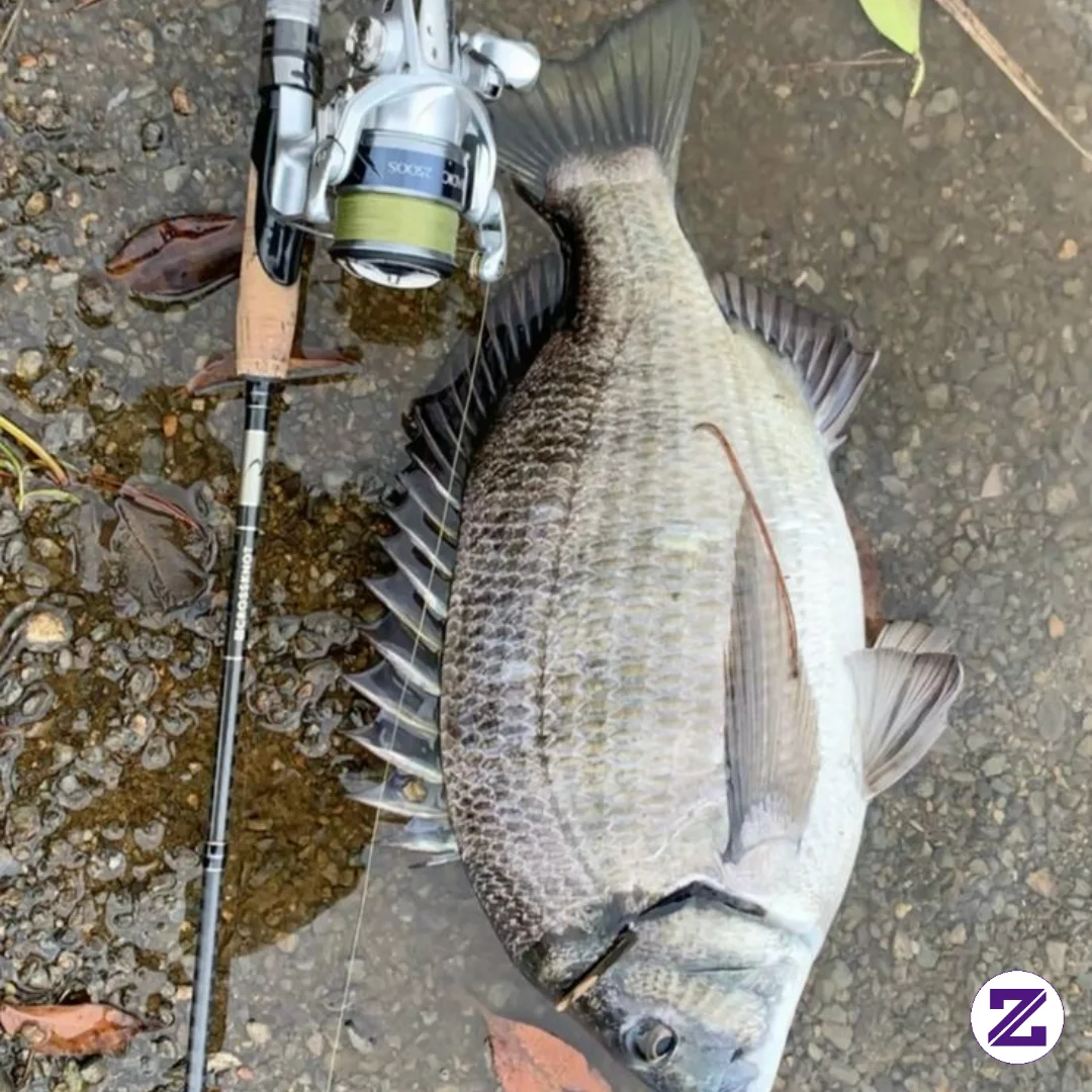 Spil Hasil Mancing Kalian😁