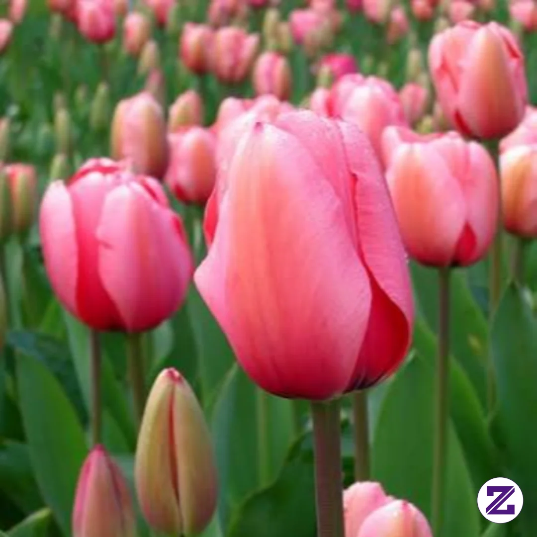 Jangan Bandingkan Musim Mekarmu: Belajar Seni "Personal Growth" Dari Tulip