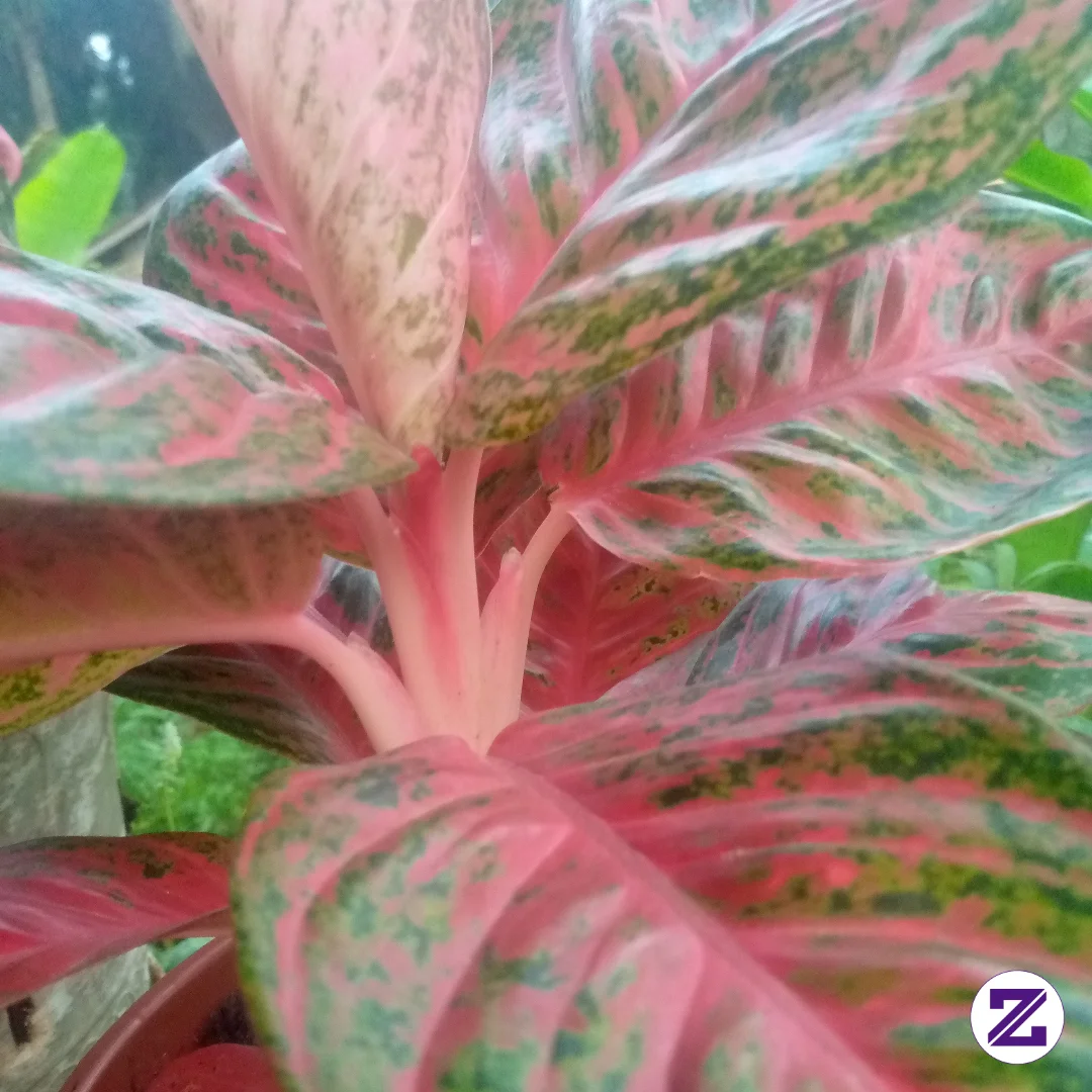 Aglaonema Yang Memukau