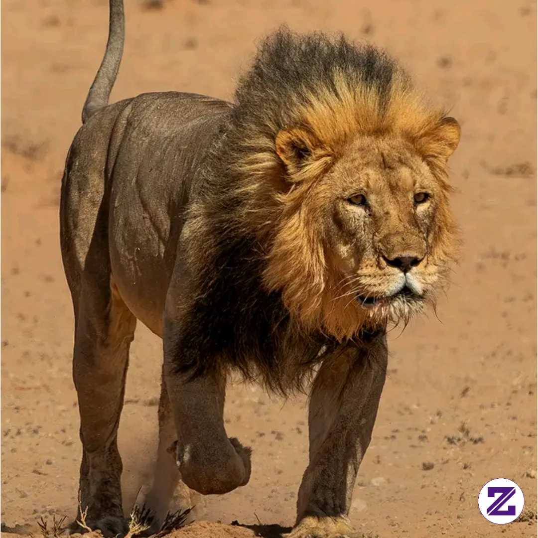 The KING DE BEAST