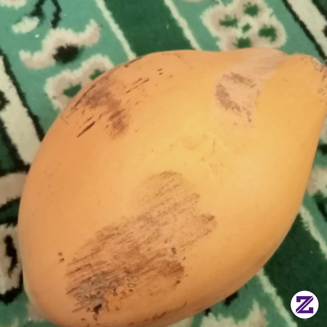 Kelapa Gading Masih Muda Guys Enak Dibuat Es Kelapa Seger Banget