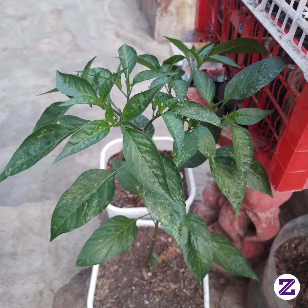 Definisi Berkebun Skala Rumahan🌱