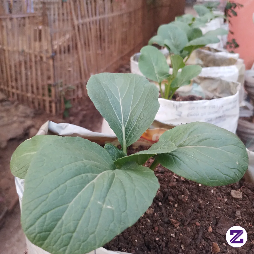 Definisi Ketahanan Pangan Skala Rumahan🌱