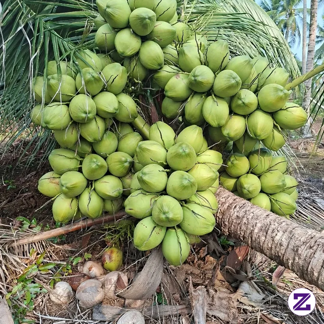 🥥 Kelapa Ijo Hibrida