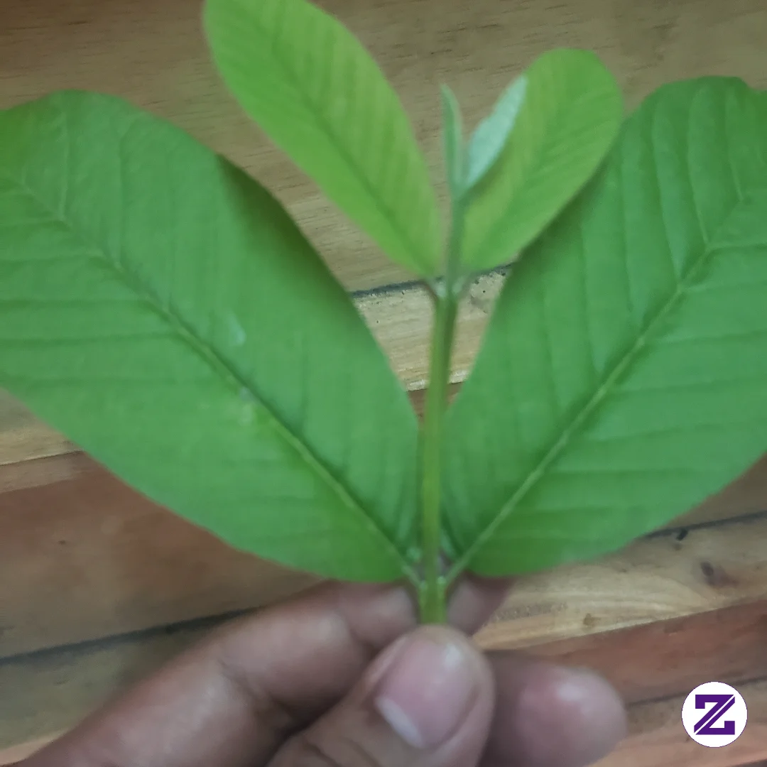 Daun Jambu Batu Banyak Mangpaat Nya Buat Kesehatan