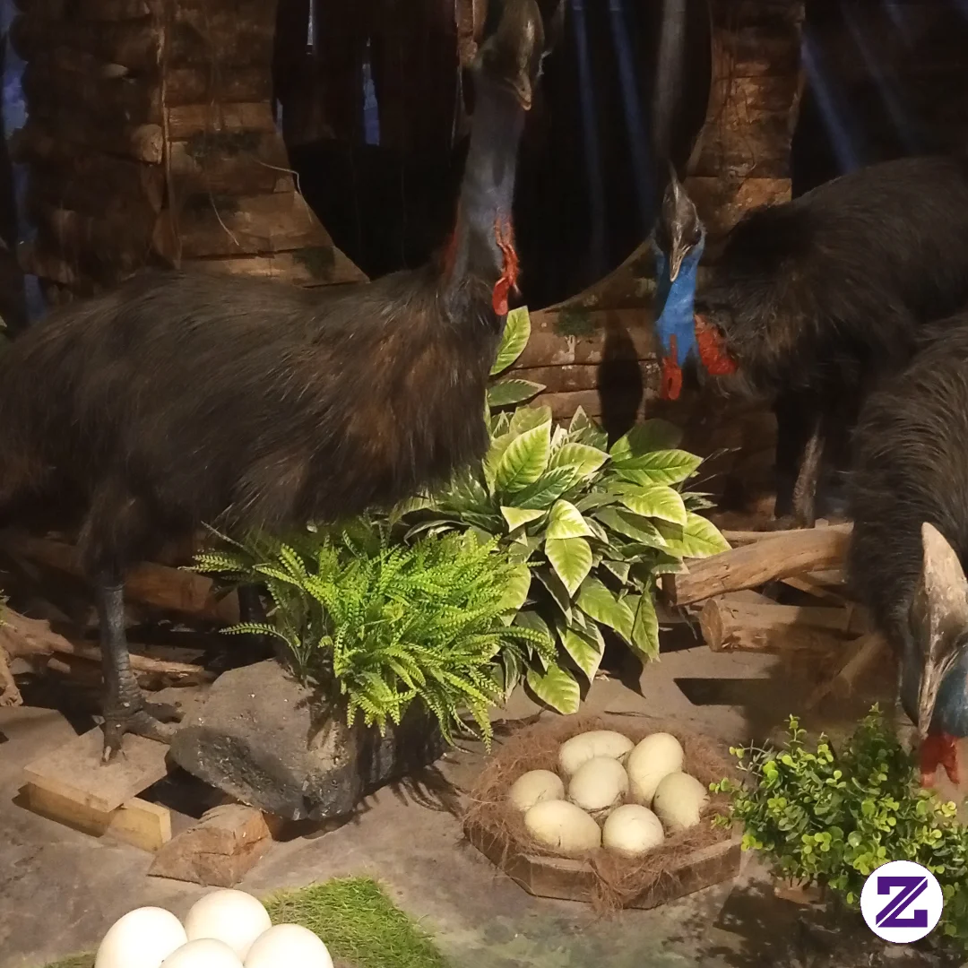 🦅 Burungnya Sudah Mati, Tapi Pesonanya Tetap Abadi Di Museum. Bahkan Yang Sudah