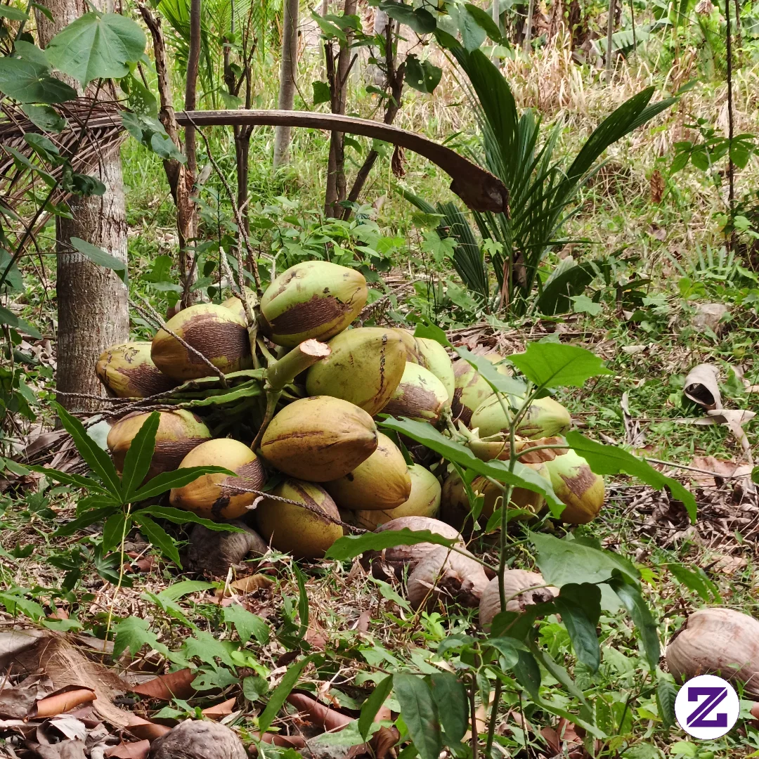 Kelapa Muda Bikin Segerrrr
