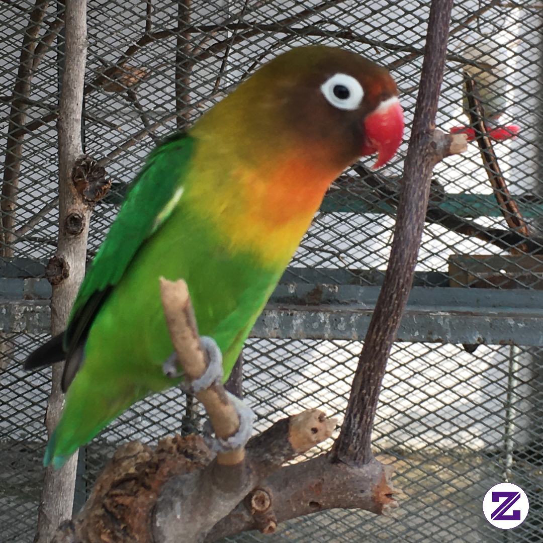 Love Bird Atau Burung Cinta