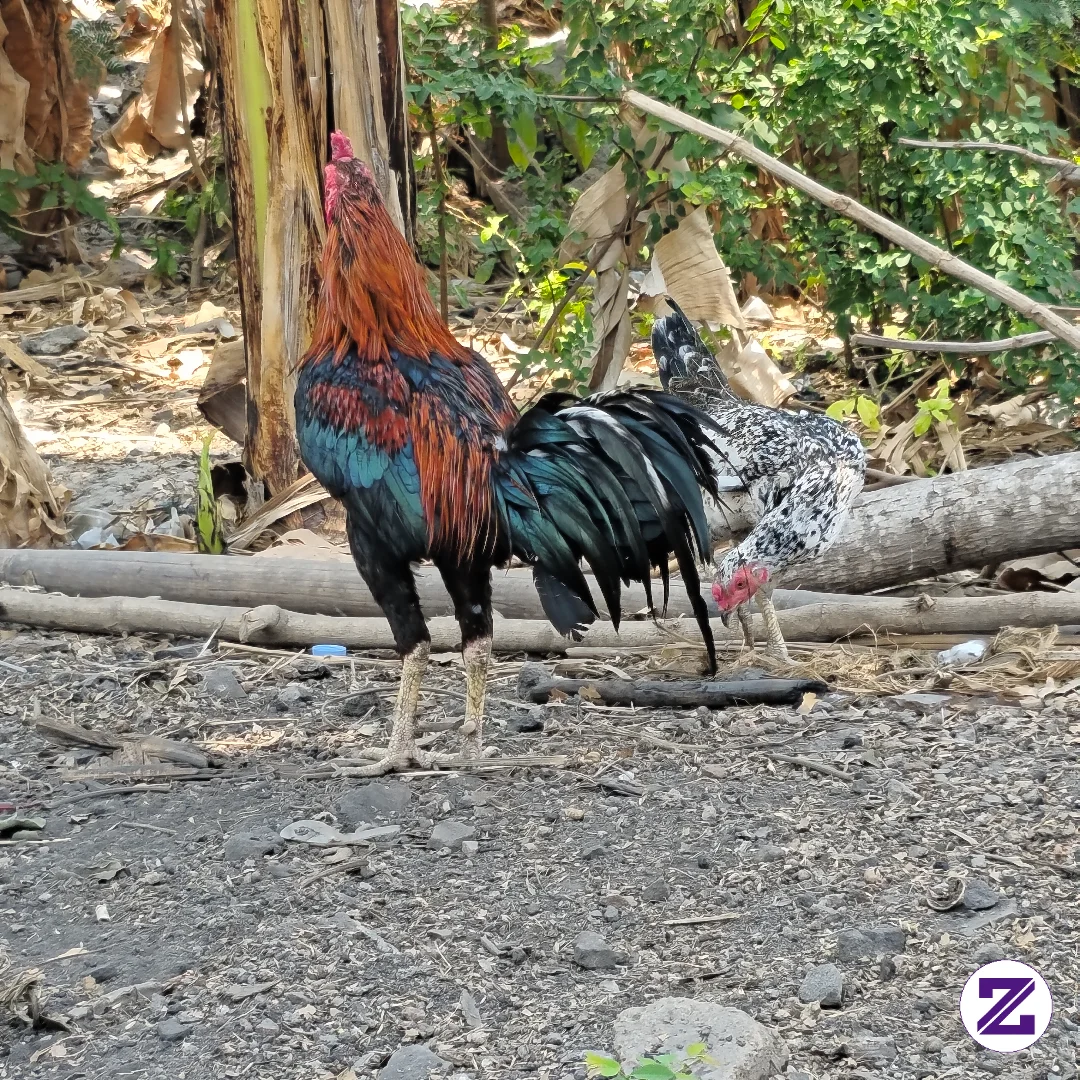 Hanya Sekedar Hoby Ayam Kampung... Semoga Jadi Bos Ayam Kampung 😆😆😆