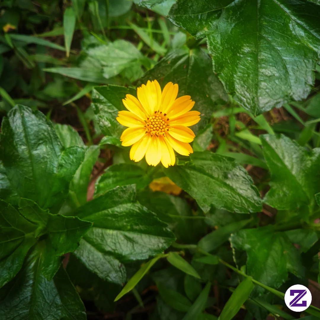 Small Sunflower