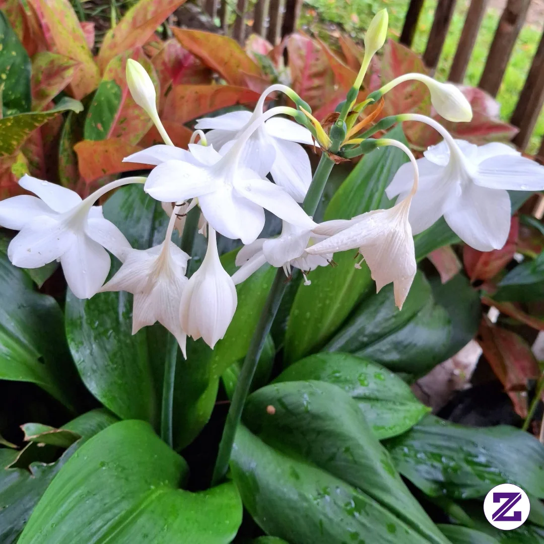 🤍 Pure, Pristine, And Peaceful 🕊️