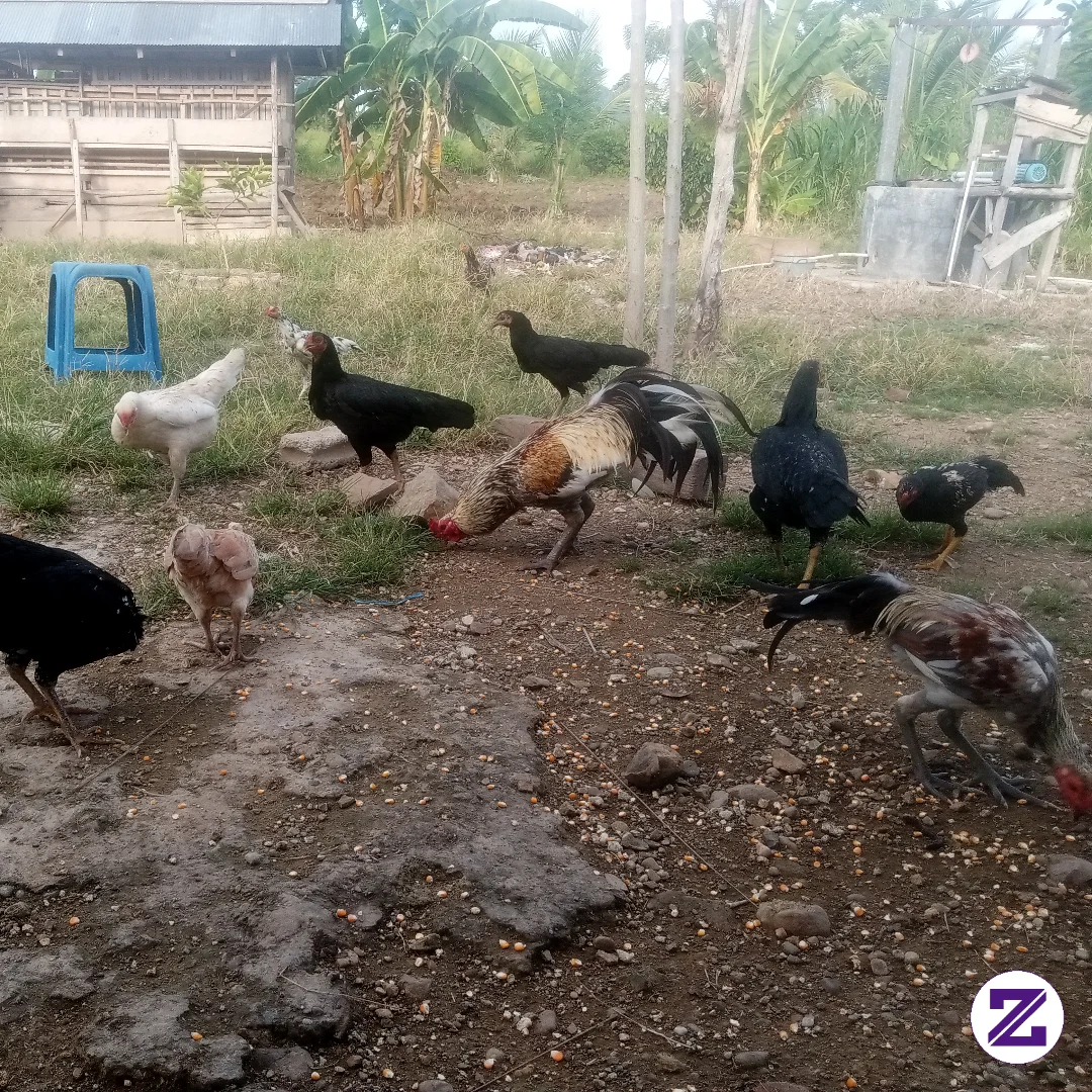 Ternak Ayam