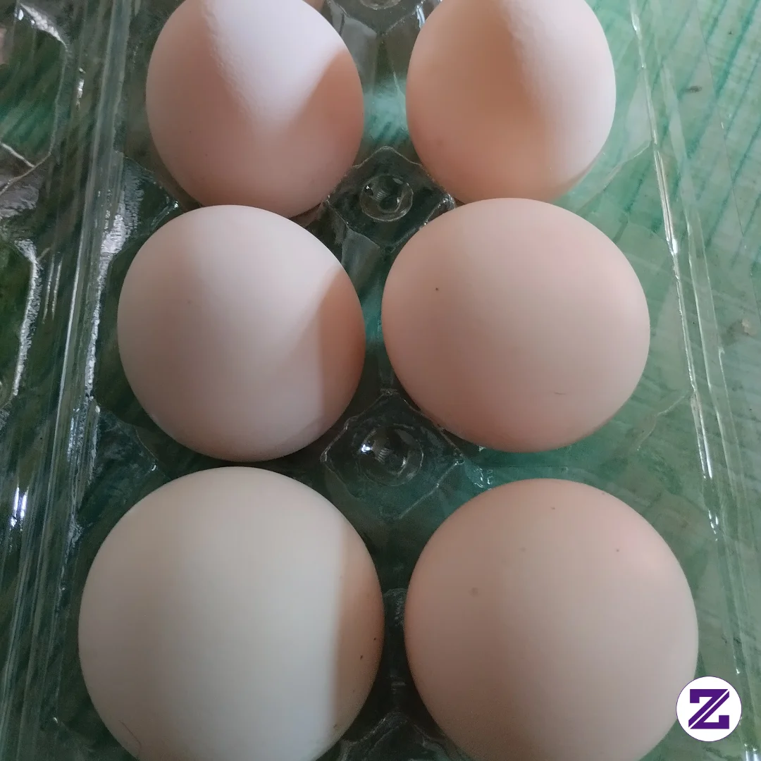 Telur Ayam Hari Ini Bagus Sekali...