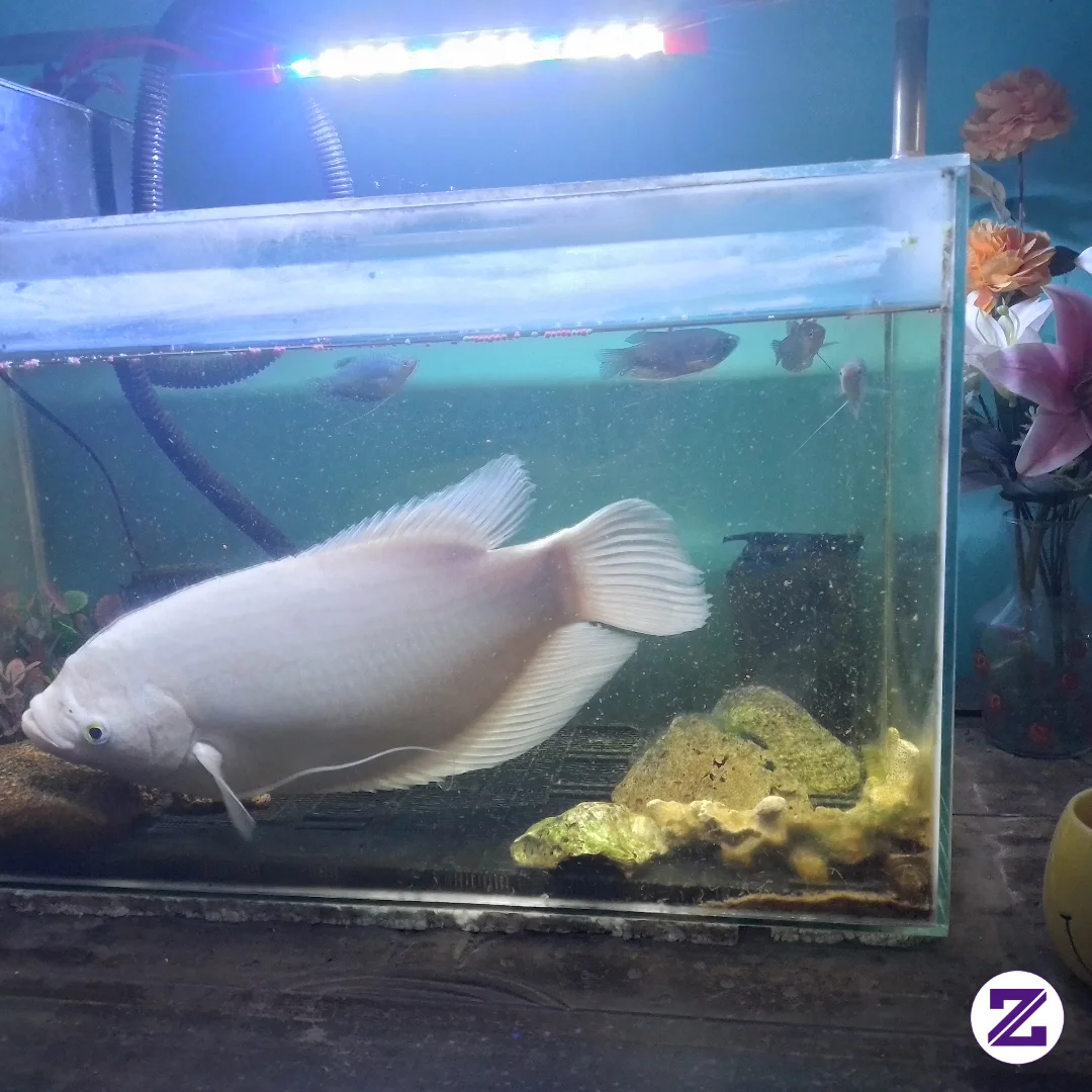 Coba Tebak Ikan Aku Udah Berapa Tahun??