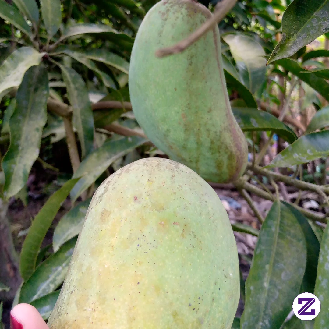 Pecinta Mangga Sini Ngumpul