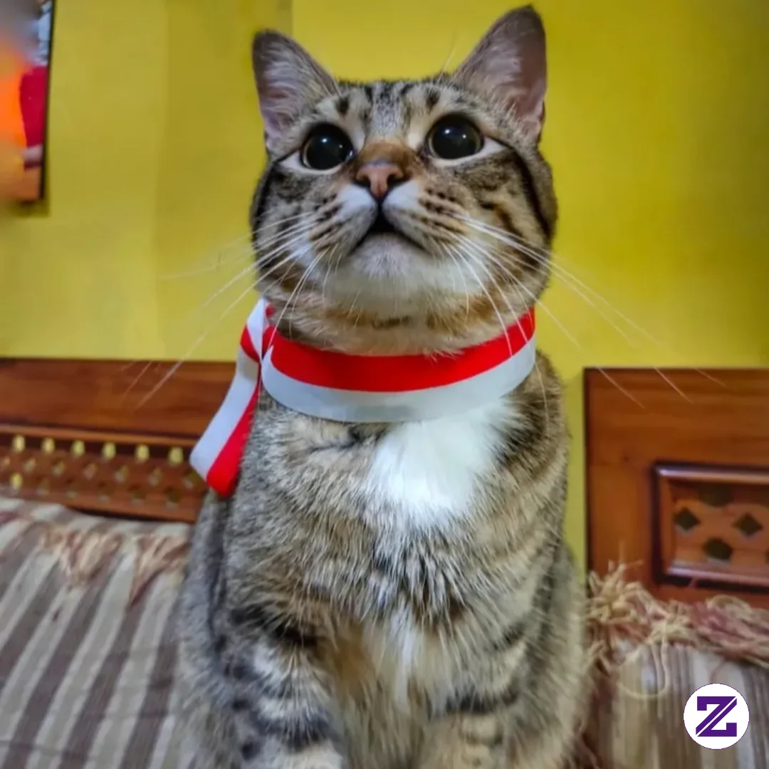 Kucing Lucu
