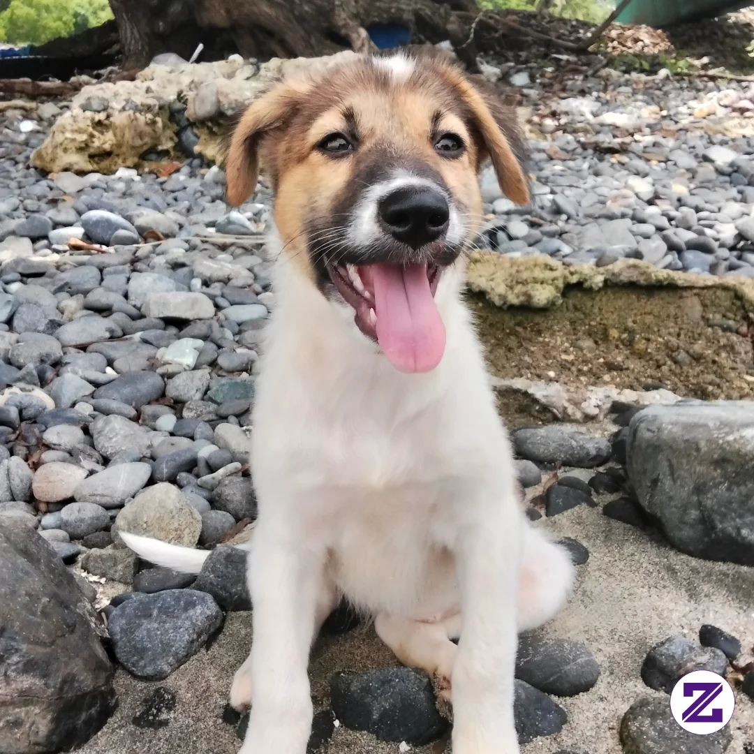 Meet My Cutie Pie Dog Lucy, She's 4 Months Right Now