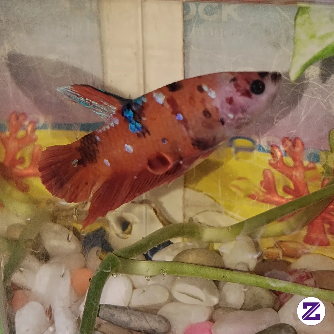 🐟 Cupang Hias Dengan Corak Merah-oranye, Totol Hitam, Dan Kilauan Biru Metalik