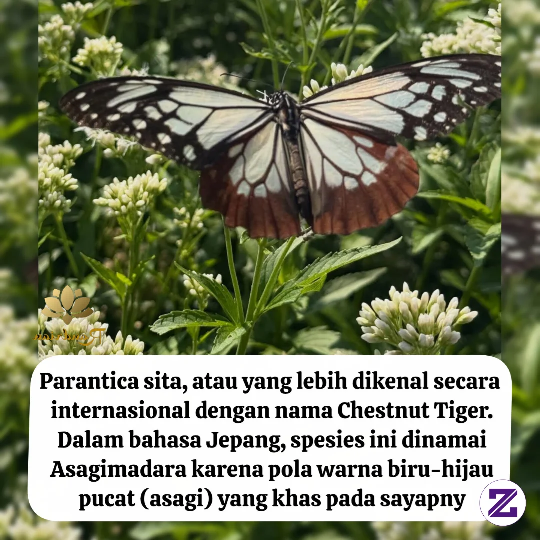 Ini Namanya Kupu Kupudiatasdaunya Ya Kaka,