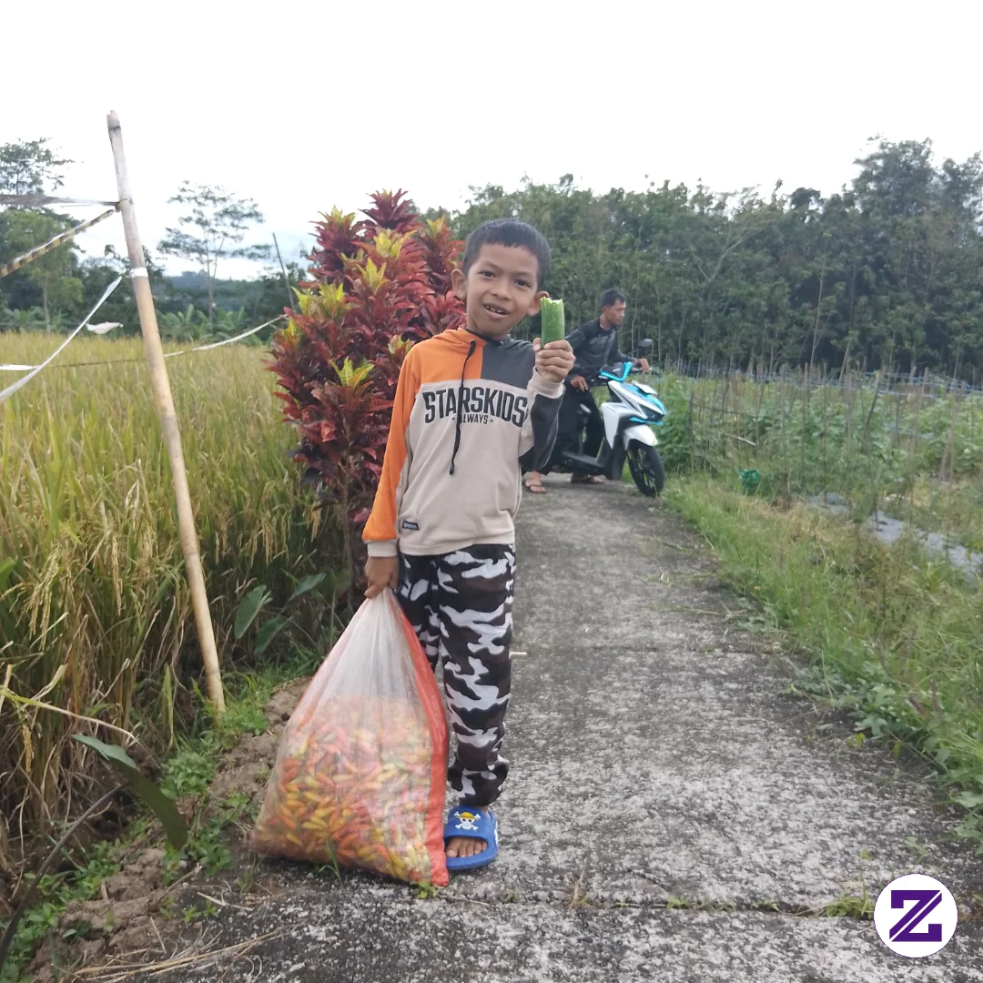 Gambar Panen Cabe kategori Umum dipublikasikan oleh Siti Rokhimah di Zoyalink