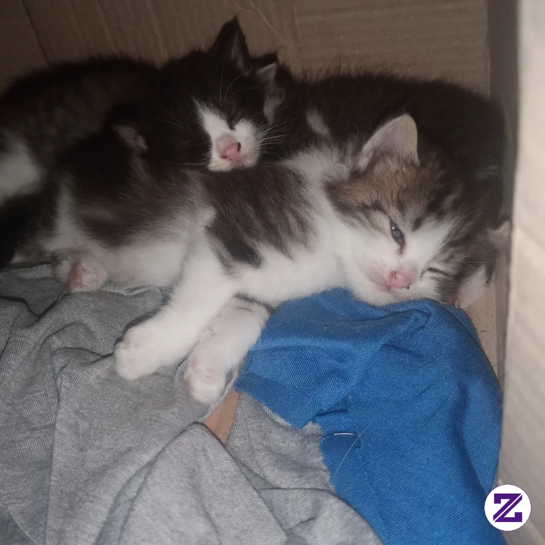 Anabul Lagi Pada Bobo Siang