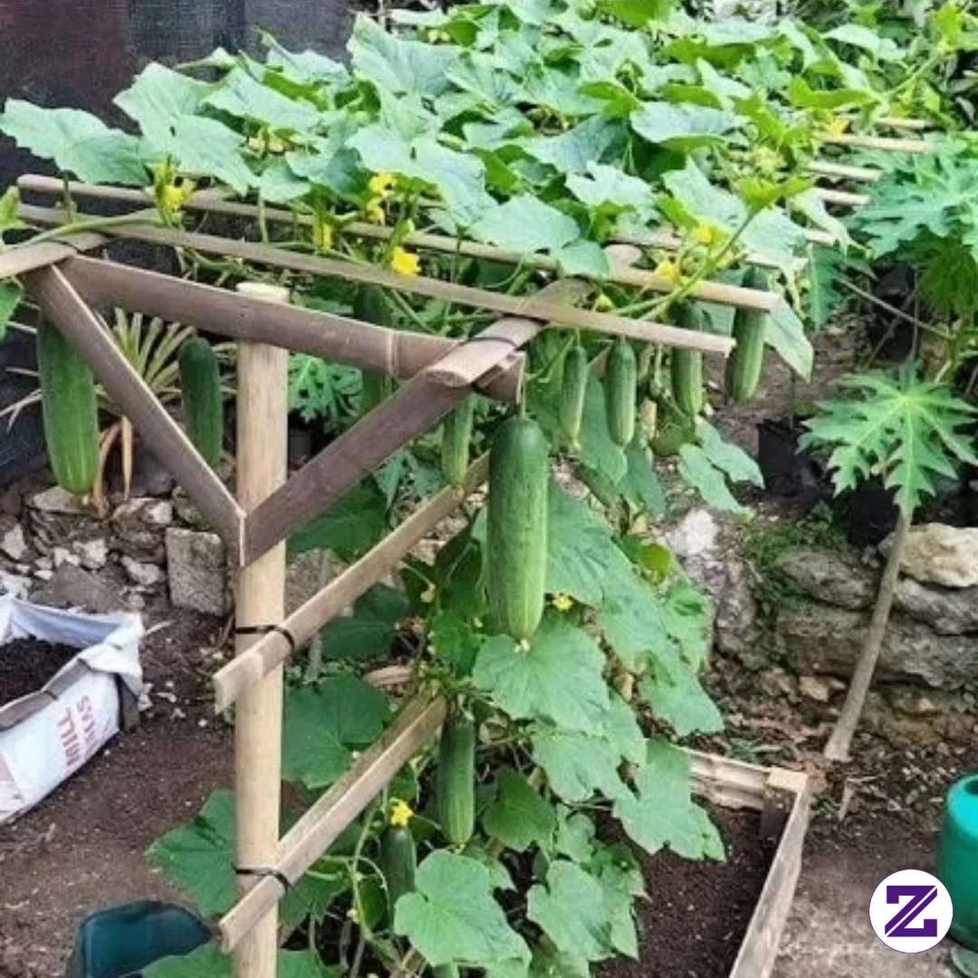 Panen Ketimun
