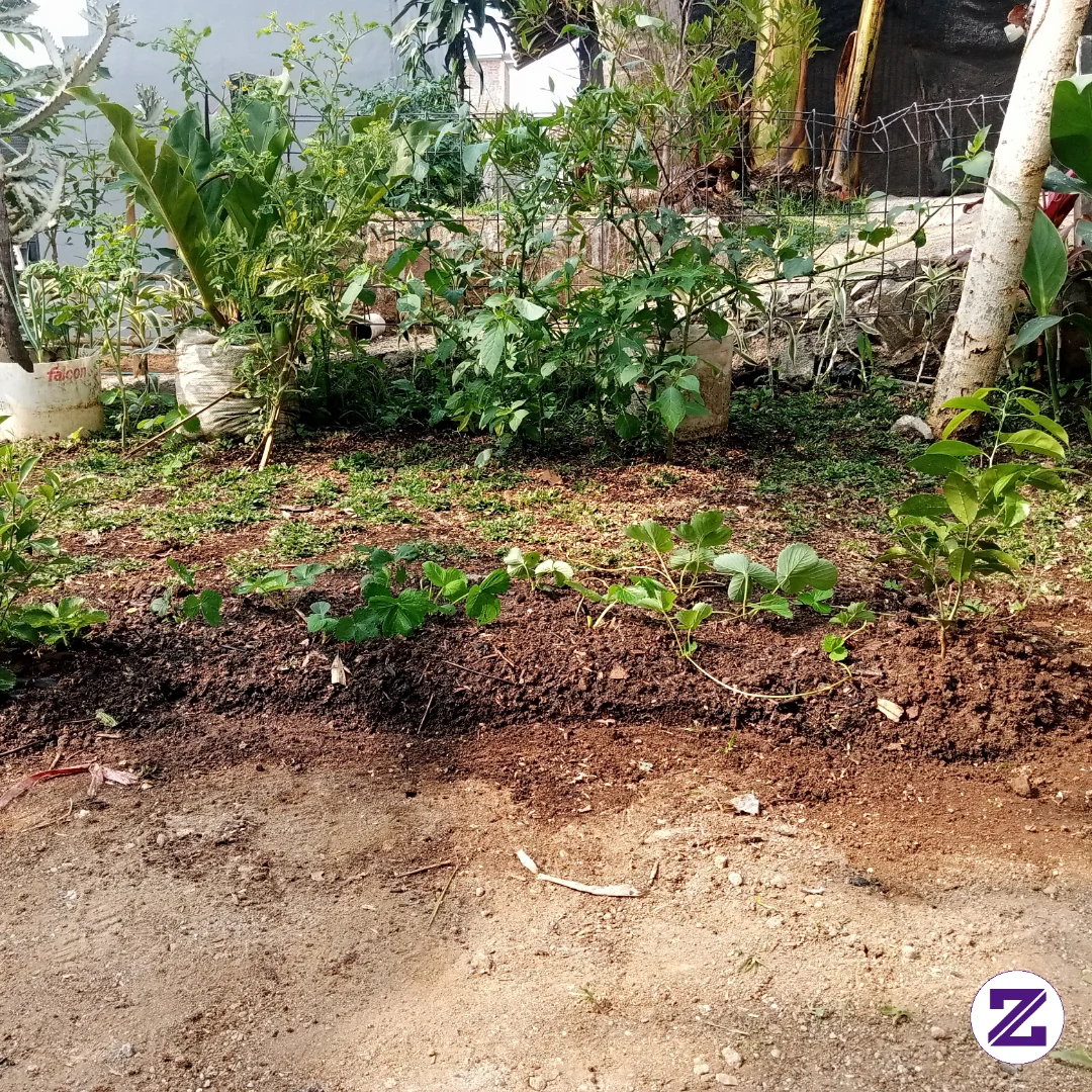 Belajar Menanam Buah Stroberi Dan Lainnya .