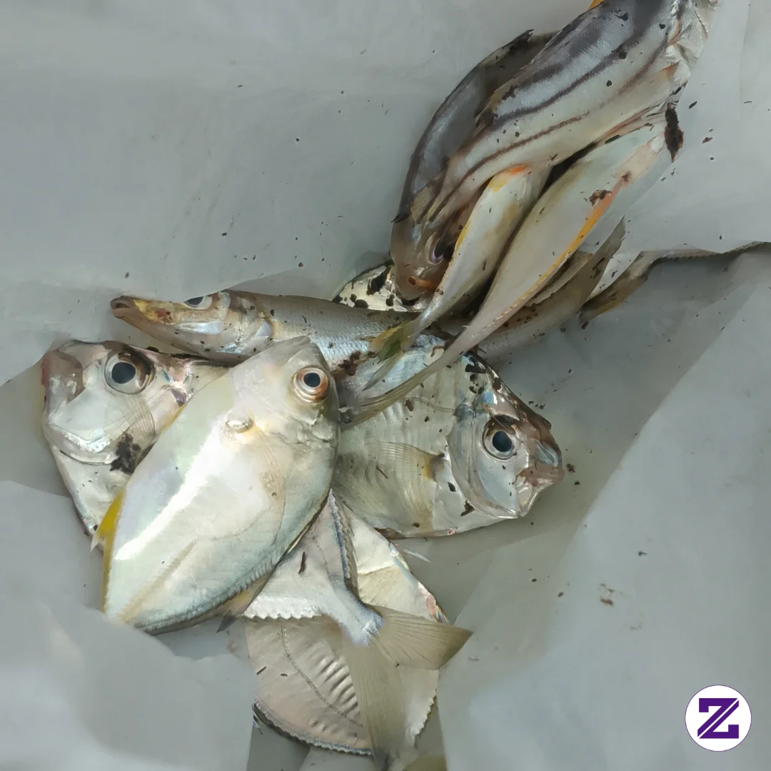 Ada Yg Tau Ini Ikan Apa.??