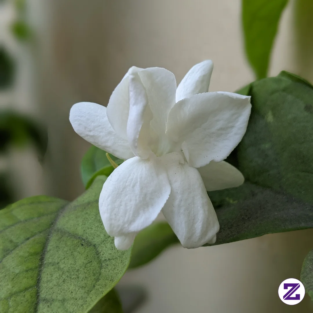 Natural Jasmine