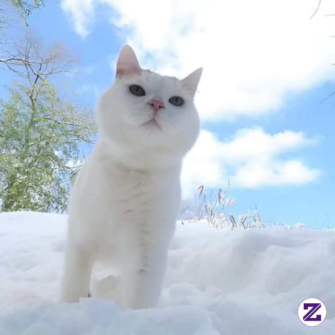 Siapa Disini Pecinta Kucing,kenalin Ini Kucing Kesayangku Namanya Kimmy,