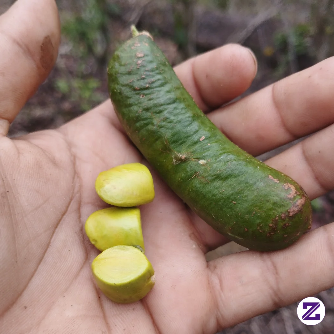 Kabau Atau Jering Antan Atau Jengkol Hutan Atau Jolang-jaling