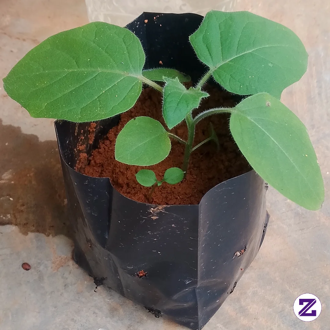 Pokok Terung Asam Sudah Mulai Tumbuh Dengan Cepat!!!!