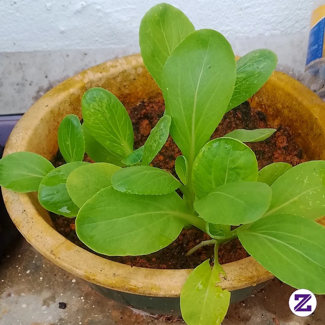 Sayur Sawi Tumbuh Dengan Subur Dan Cepat !!!