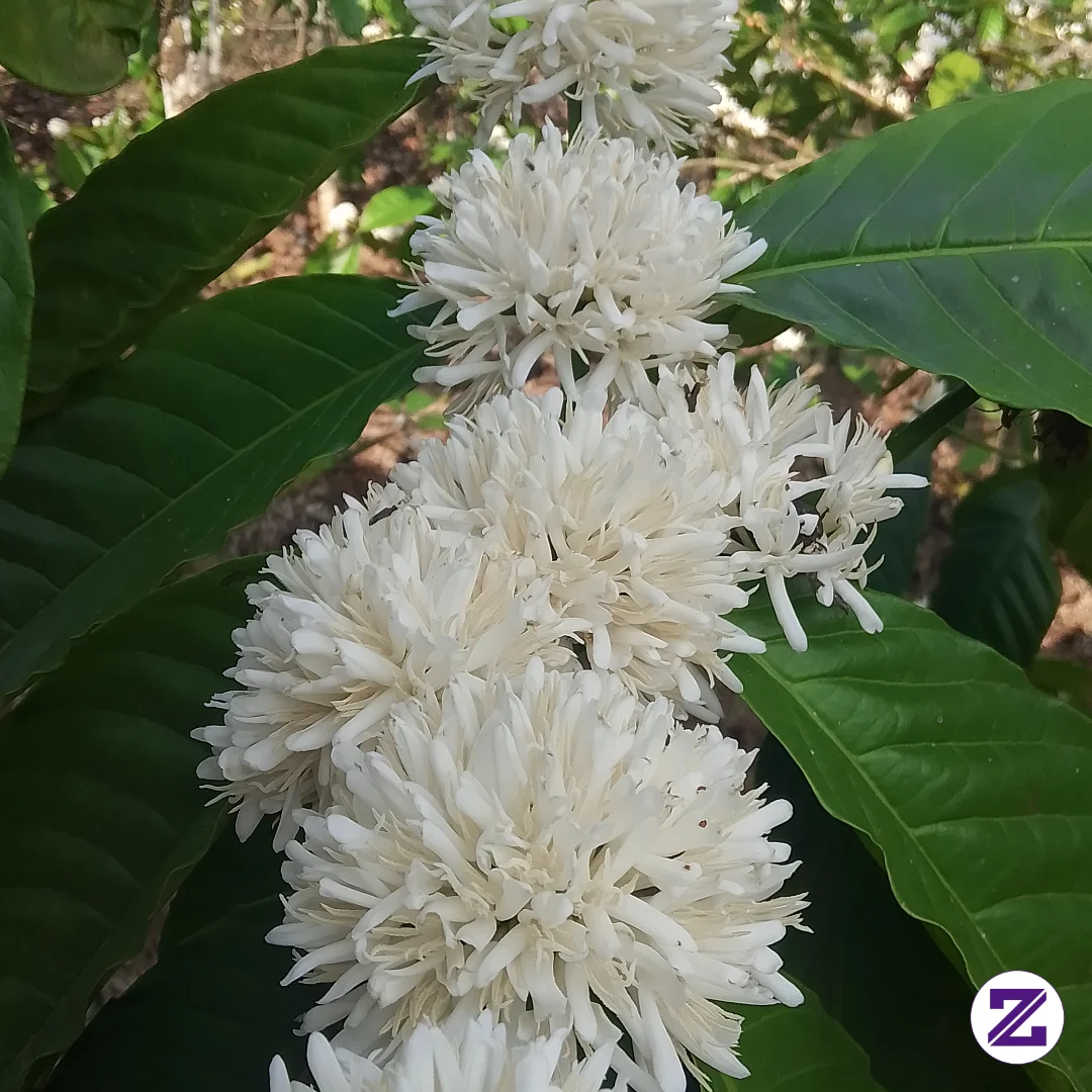 Kopi Robusta Berbunga Membutuhkan Waktu Lebih Lama, Yaitu Sekitar 8 Hingga 11