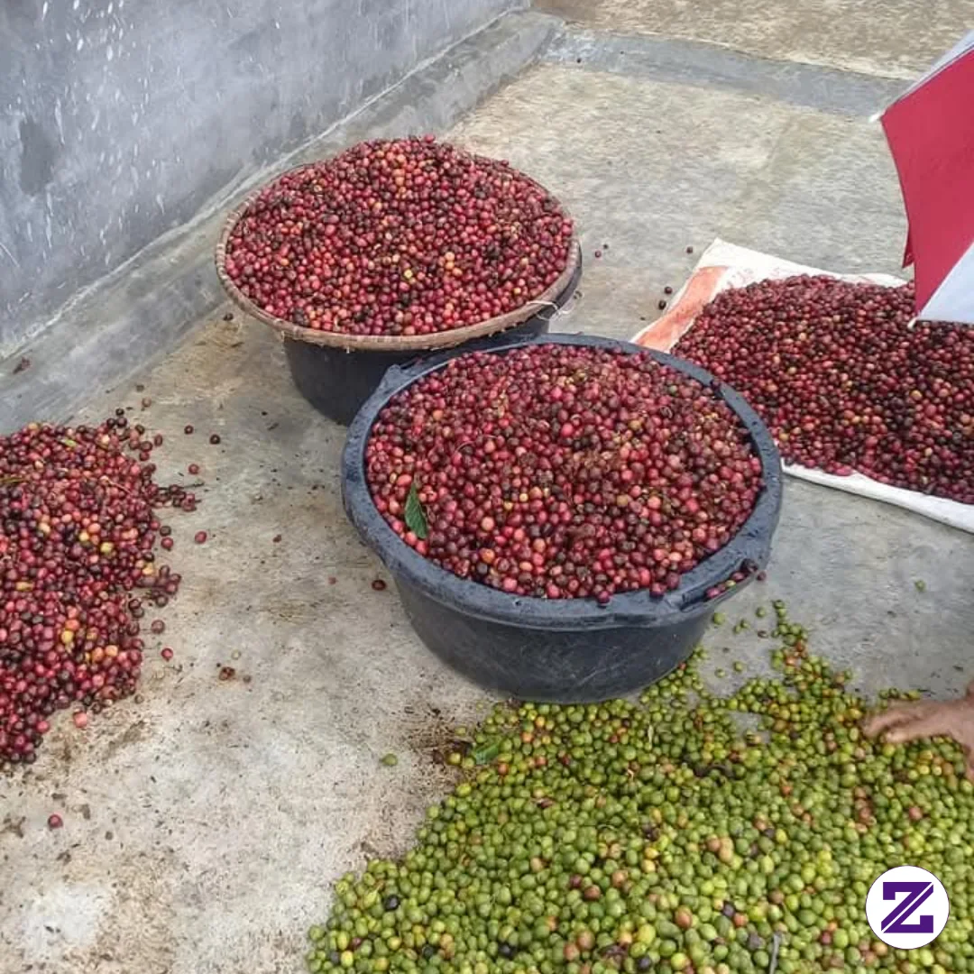 Umur Tanaman Mulai Berbuah Pohon Kopi Biasanya Mulai Belajar Berbuah Pada Umur