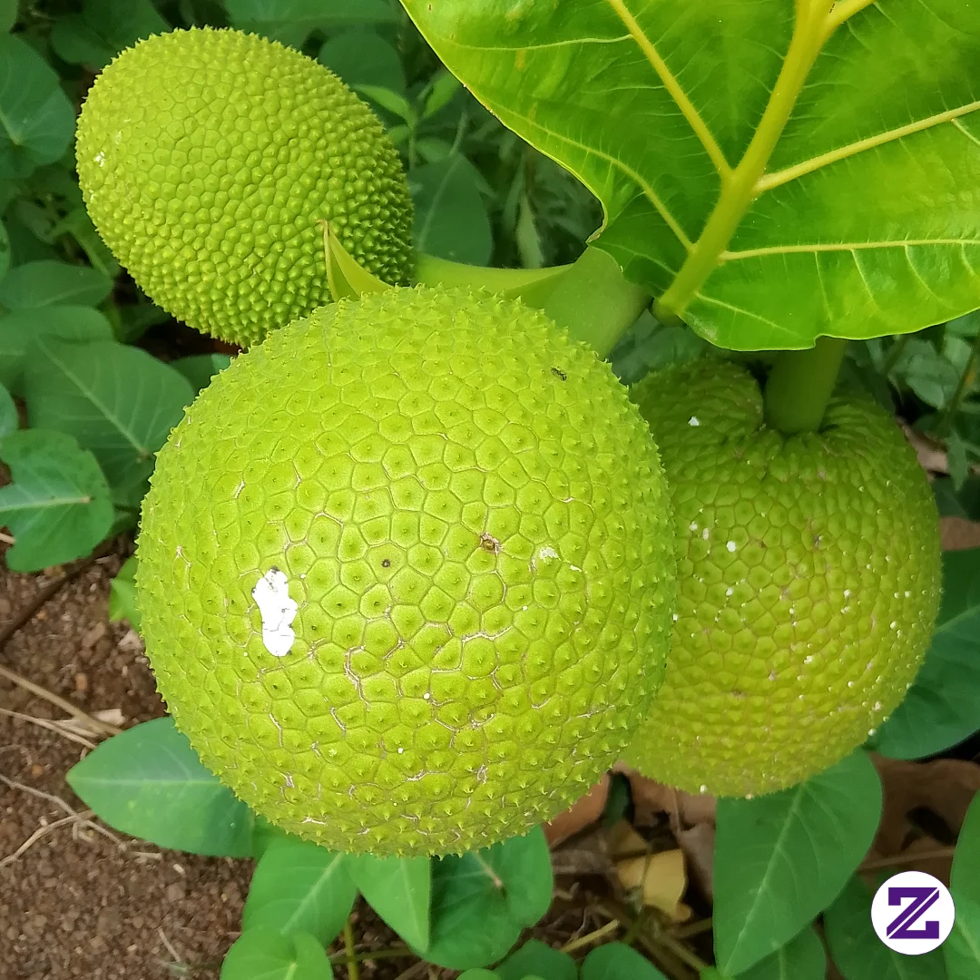 Buah Sukun (Artocarpus Altilis) Bermanfaat Untuk Mengontrol Gula Darah, Menjaga