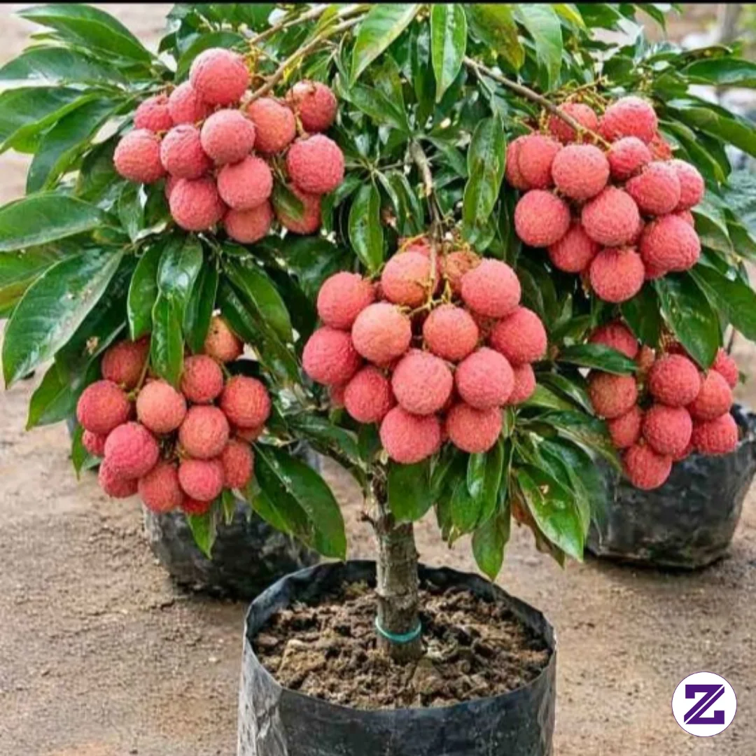 Ini Buah Apa Ya..Mungkin Ada Yg Tau LUuur..di Daerah Saya GK Ada Buah Seperti