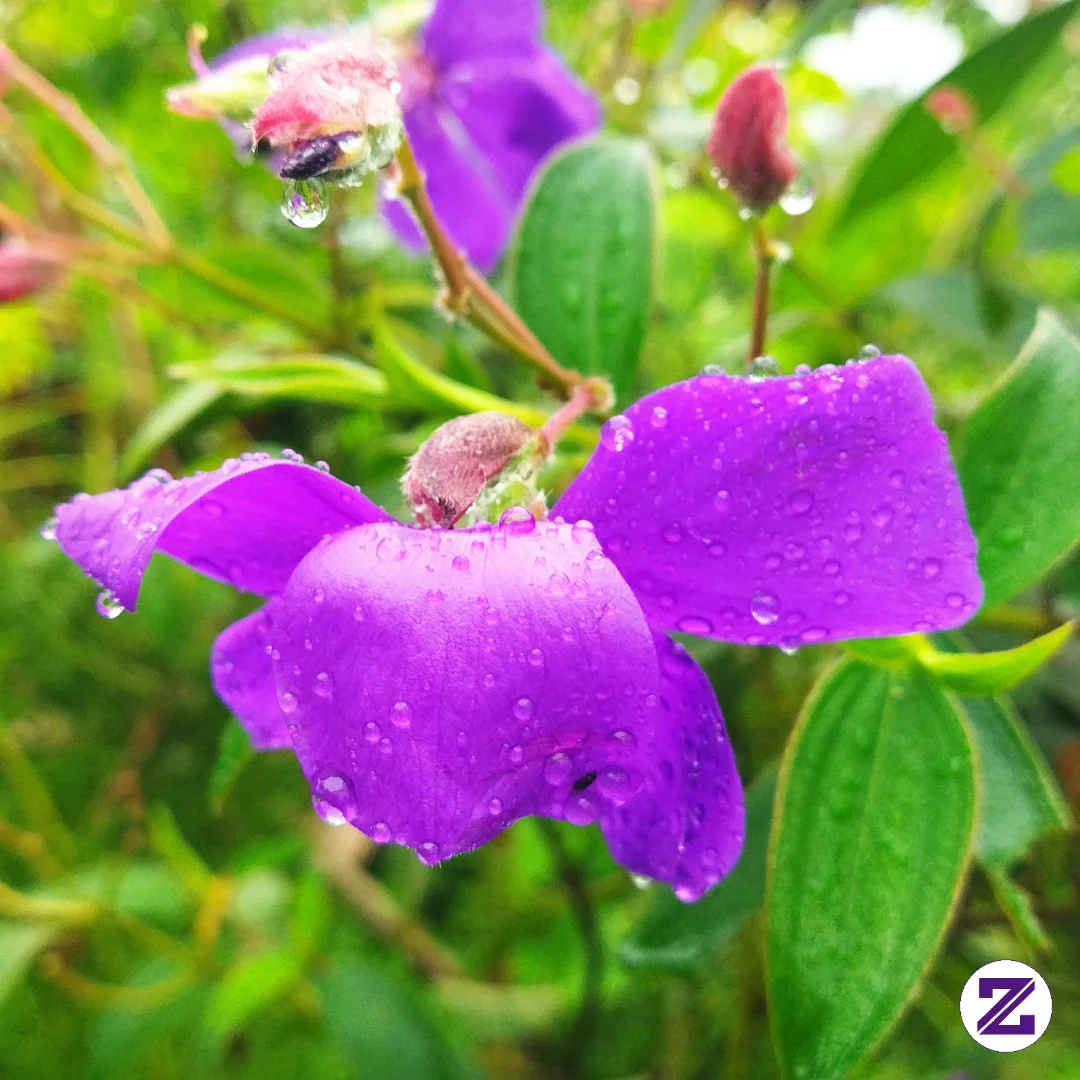 Beautifule Flower