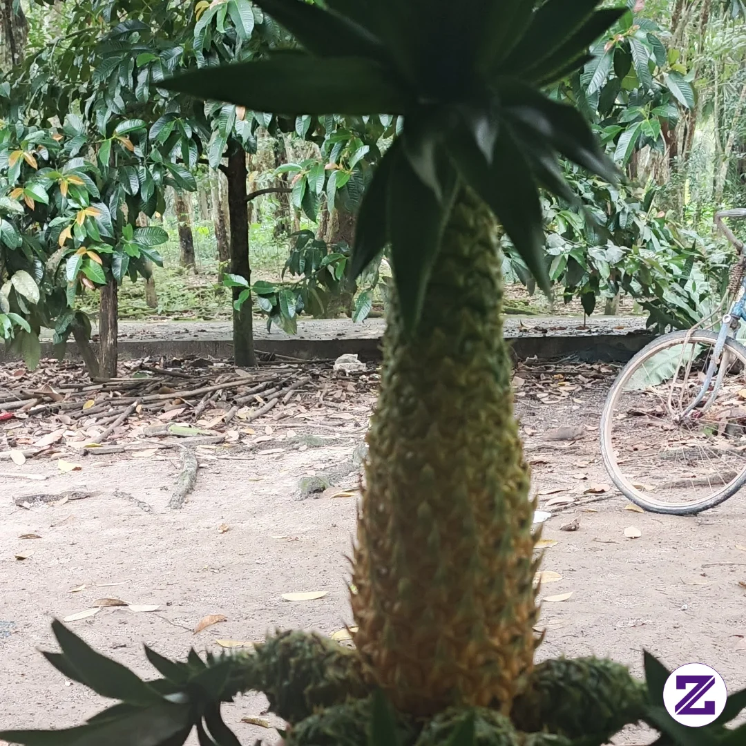 Buah Nanas Mahkota Berasal Dari Mana. Cobakomen Di Bwah👉