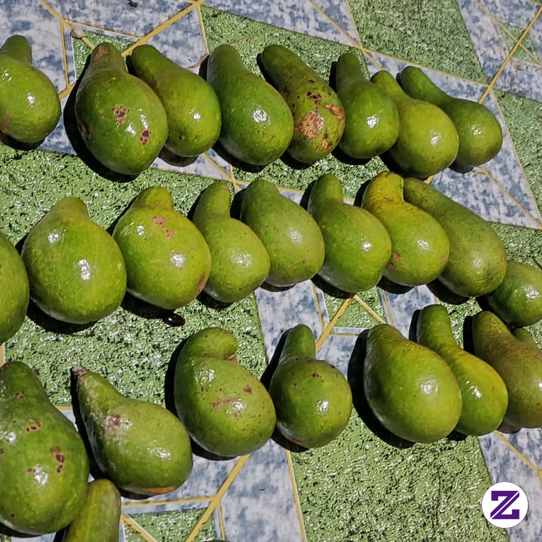 Sebuah Gambar Memperlihatkan Tersusun Sebuah Buah Alpukat 🥑