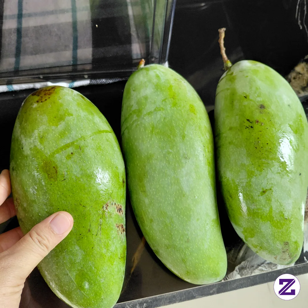 Mangga Kiojay,, Sangat Cocok Untuk Colet Sambel Terasi Pedas Manis