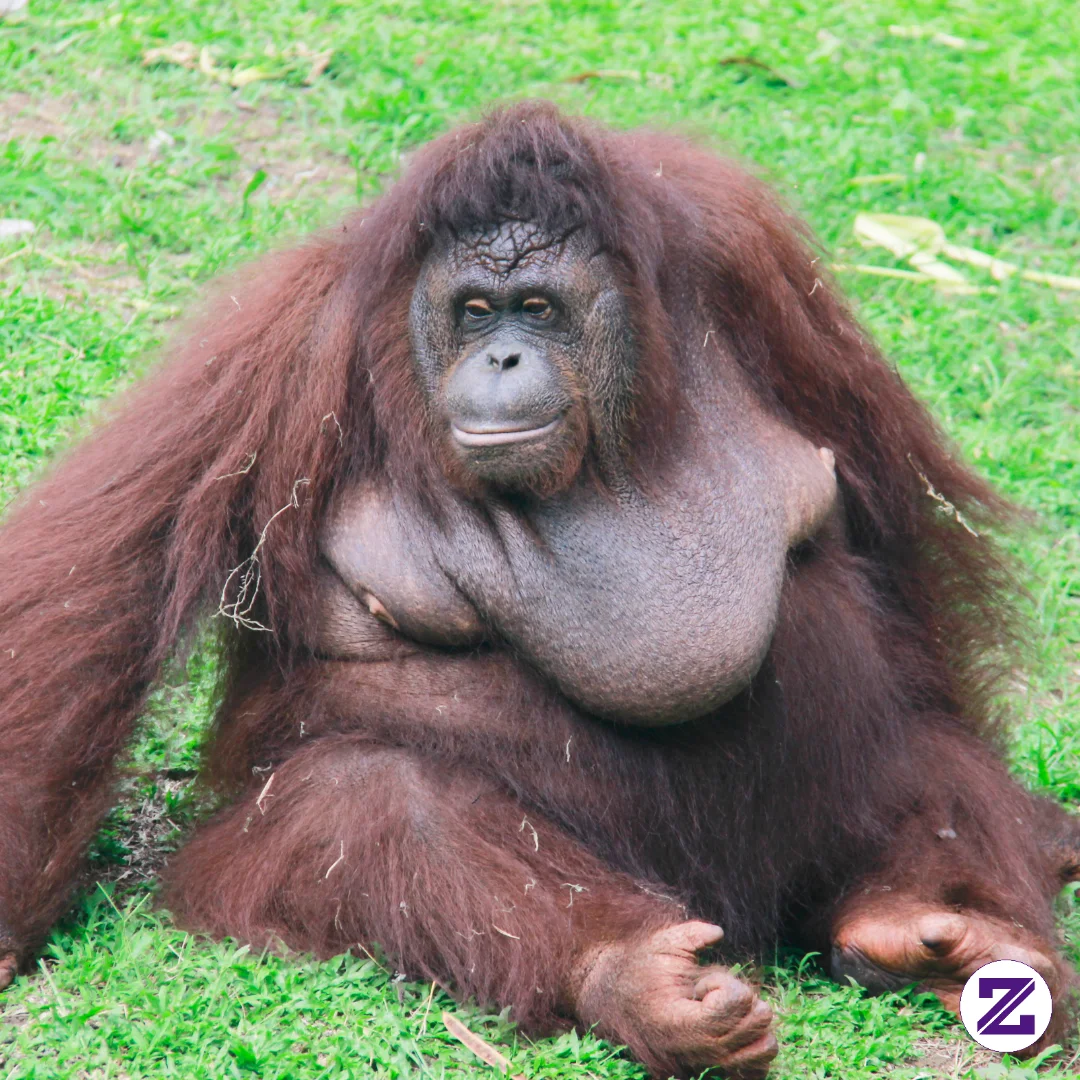 Orang Utan Yang Berada Di Kebun Binatang