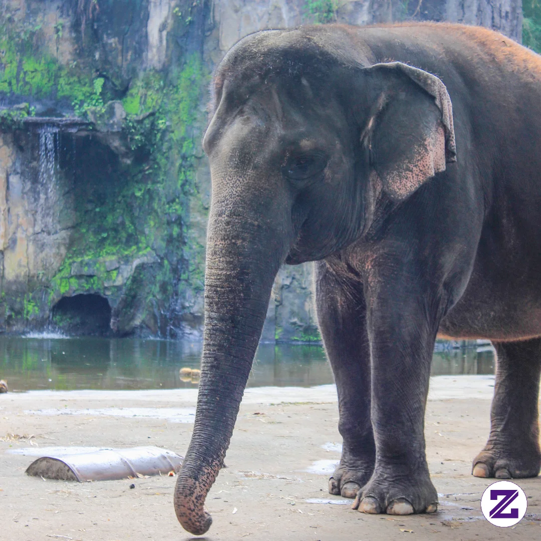 Gajah Asia