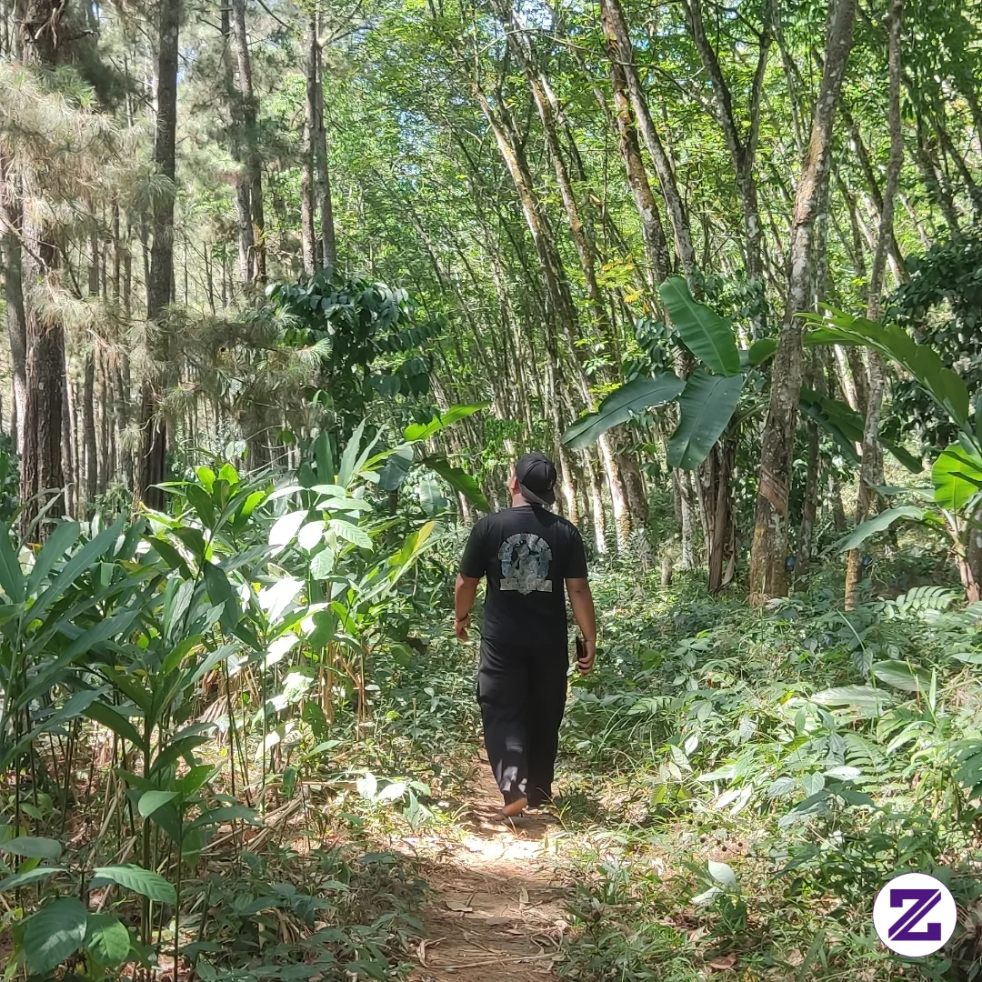 Pemandangan Alam Kembung Pinus