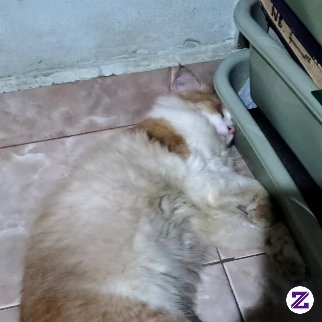Tidur Dulu Guys.