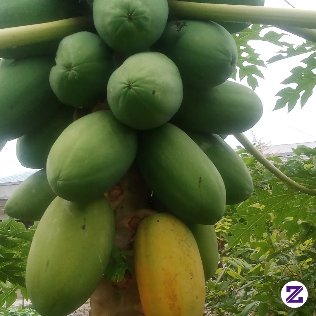 Buah Pepaya