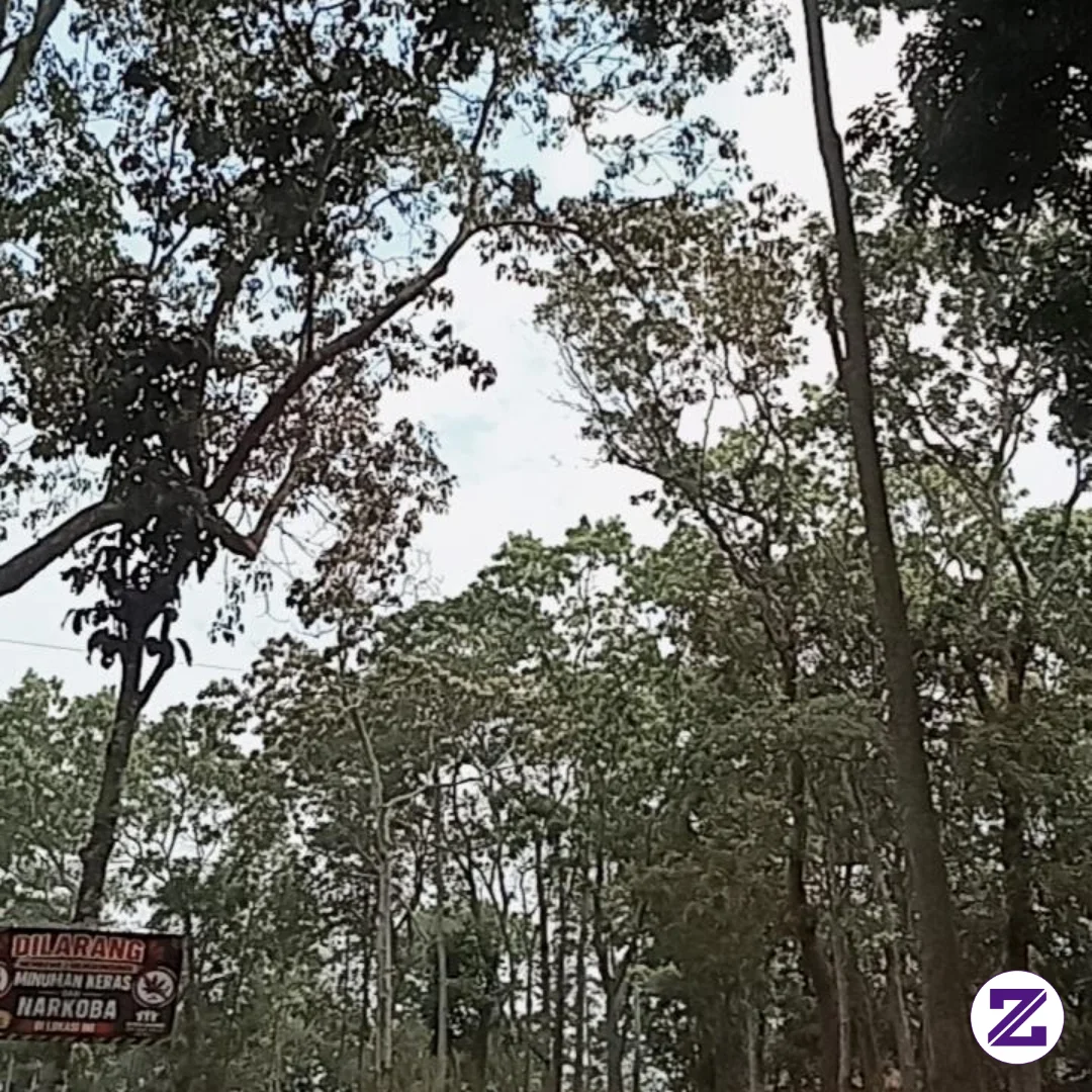 Pemandangan Pohon Pinus Yang Sangat Indah Membuat Udara Terasa Sejuk Dan Segar